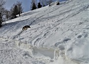 23 Evvia su una seconda bella ripida scorciatoia in direttissima !